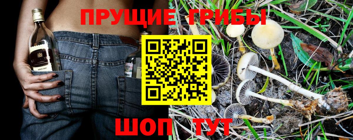 Галлюциногенные грибы мухоморы  продажа наркотиков  Прохладный  Вход с VPN  Галлюциногенные грибы Psilocybine cubensis 